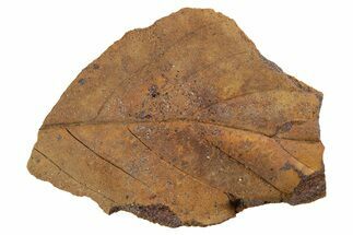 Fossil Leaf Nodule - Hell Creek #253102