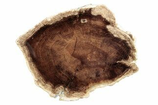 Polished Petrified Wood Slab - Washington #253040