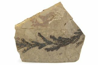 Fossil Conifer (Chamaecyparis) Plate - McAbee, BC #253990