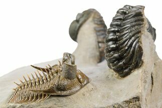 Tower Eyed Erbenochile Trilobite With Three Morocops #254077