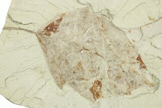 Miocene Fossil Leaf (Populus) - Augsburg, Germany #254127
