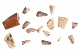 Lot: Triassic Reptile Teeth From New Mexico - pieces #216511