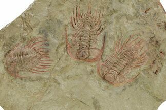 Cluster Of Three Anacheirurus (Lehua) Trilobites - Fezouata Formation #254835