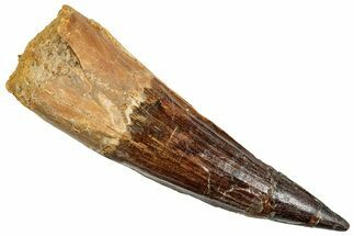 Fossil Spinosaurus Tooth - Composite Tip #254847