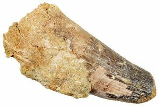 Real Fossil Spinosaurus Tooth - Massive Tooth #254855