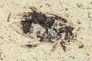 Fossil Diving Beetle (Dytiscidae) - France #254526