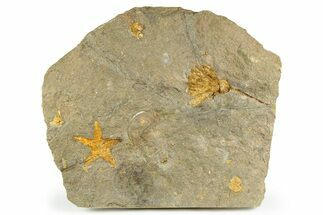 , Plate Of Starfish, Edrioasterois, Crinoid & Trilobite #255337