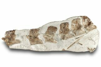 Fossil Mosasaur Vertebra String with Ribs - Asfla, Morocco #255521