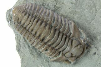Long Prone Flexicalymene Trilobite Molt - Indiana #255735