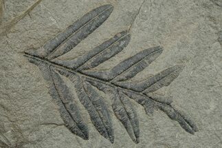 Pennsylvanian Fossil Flora Plate - Kentucky #255696