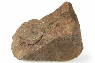 Chondrite Meteorite ( g) - Western Sahara Desert #256593