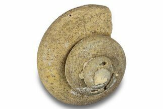Ordovician Gastropod Fossil (Eotomaria) - Wisconsin #257208