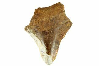 Serrated, Juvenile Fossil Megalodon Tooth From Angola - Unusual Location #258543
