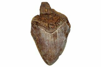 Fossil Megalodon Tooth From Angola - Unusual Location #258608