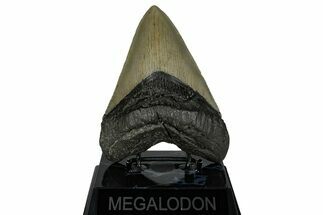 Serrated Fossil Megalodon Tooth - Quality Ocean Meg #258767