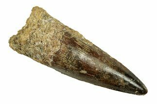 Fossil Spinosaurus Tooth - Gorgeous Enamel! #258963