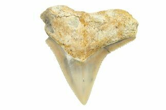 Fossil Bull Shark Tooth (Carcharhinus) - Unusual Location #259481