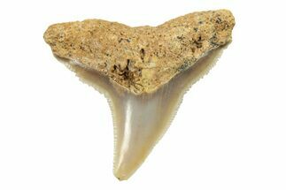 Fossil Lemon Shark Tooth (Negaprion) - Unusual Location #259484