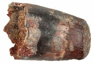 Fossil Spinosaurus Tooth - Heavily Feeding Worn #259639
