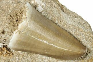 Large, Mosasaur (Mosasaurus) Tooth In Rock - Morocco #259762