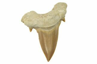 Large, Fossil Shark Tooth (Otodus) - Morocco #259919