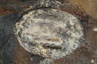Paleocene Fossil Seed Pod - North Dakota #262294