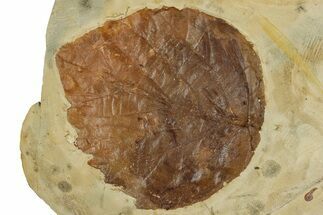 Colorful, Paleocene Fossil Leaf (Davidia) - Montana #262358
