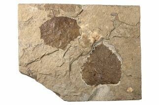 Multiple Fossil Leaf (Populus & Vitis) Plate - Nebraska #262738