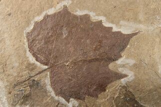 Fossil Vining-Type Plant Leaf (Vitis) - Nebraska #262739