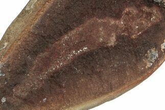 Fossil Acorn Worm (Priapulites) Pos/Neg - Illinois #262587
