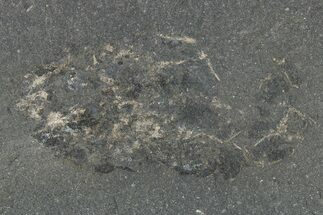 Pennsylvanian Phyllocarid (Concavicaris) Fossil - Iowa #262607