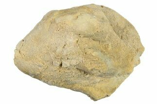 Silurian Crinoid (Siphonocrinus) Fossil - Wisconsin #262624