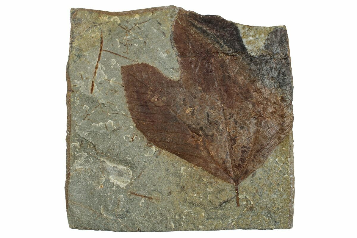 Fossil Sycamore Leaf Macginitiea Montana For Sale