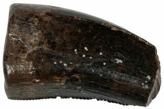 Serrated, Tyrannosaur (Nanotyrannus?) Tooth - Wyoming #263418