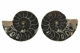 Black, Cut & Polished, Ammonite Fossils - / to / Size #264666