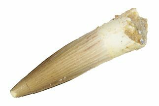 Juvenile Fossil Spinosaurus Tooth - Beautiful Preservation #264826