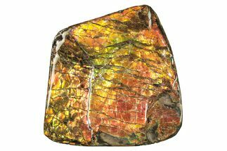Flashy Ammolite (Fossil Ammonite Shell) - Alberta, Canada #264844