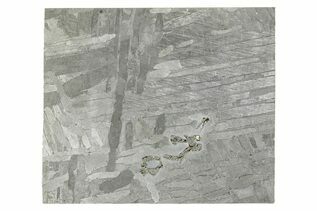 Seymchan Pallasites For Sale