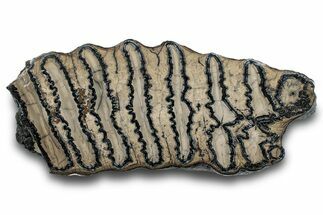Polished Mammoth Molar Section - South Carolina #265336