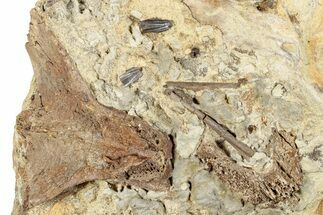 Dinosaur Tendons, Teeth, and Bones in Sandstone - Wyoming #264906