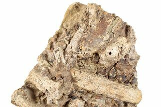 Dinosaur Tendon and Bones in Sandstone - Wyoming #265539