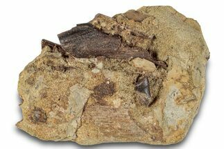 Hadrosaur (Edmontosaurus) Tooth & Tendon in Sandstone - Wyoming #265688