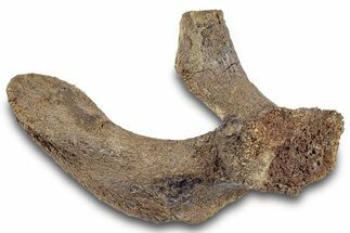 Hadrosaur (Edmontosaurus) Cervical Vertebra Process - Wyoming #265704