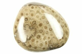 Polished Petoskey Stone (Fossil Coral) - Michigan #268019