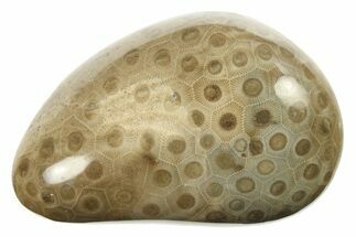 Polished Petoskey Stone (Fossil Coral) - Michigan #268023
