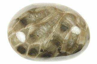 Polished Petoskey Stone (Fossil Coral) - Michigan #268040