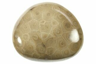 Polished Petoskey Stone (Fossil Coral) - Michigan #268043