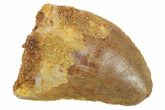 Serrated, Baby Carcharodontosaurus Tooth - Morocco #268890