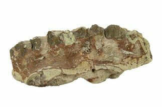 Oreodont (Merycoidodon) Jaw Section - South Dakota #268784