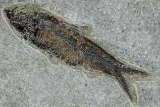 Detailed Fossil Fish (Knightia) - Bottom Cap Layer #269795